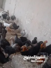  8 فراخ بلدي عمر شهرين ونص مطعمات جميع التطعيمات اي بي ولقاح ونيونكسل