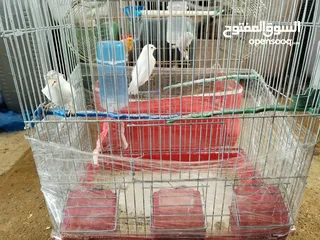  6 طيور كناري للبيع جواز
