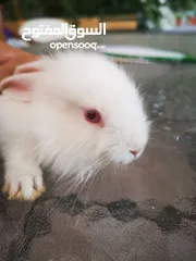  1 ارنب صغير عمره شهر