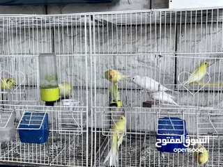  8 كناري مخليف (13) للبيع