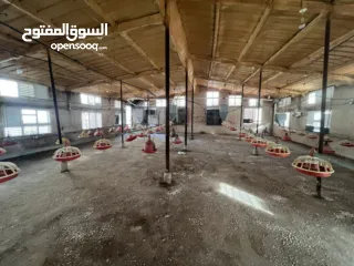  8 مشروع دواجن متكامل وجاهز للإنتاج – ليس مجرد أرض