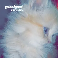  2 قطه بسعر مناسب