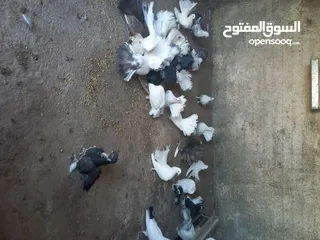  6 طيور حمام هزاز وكرينقوا