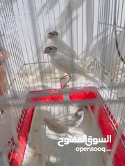  1 طيرتين وفحل كنار بناديق هوزو