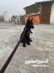  1 بالجم مالينو بلاك