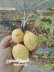  1 بيع لوز اصفر واحمر بحريني من داخل المزرعه