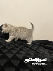  9 كيتين انثى مكس سكوتش فولد وماربل