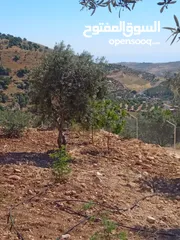  18 مزرعة للبيع من اراضي غرب عمان  منطقة البصة (ابو السوس ) للبيع بسعر مغري