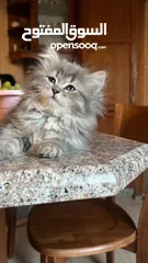 7 بريتيش وشانشيلا العمر شهرين ذكر وأنثى