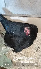  1 3 جاجات مع فراخهم