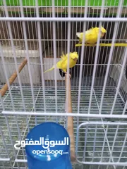  7 طيور للبيع