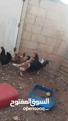  6 11 جاجه وديك نخب النخب