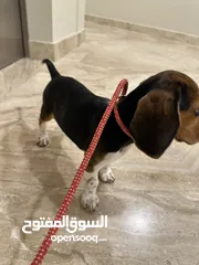  4 Beagle puppy: 2,000 qar (price negotiable)