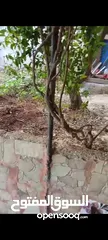  17 بيت ومنازل للبيع