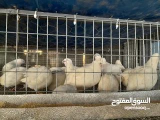  10 بيع السمان او الفري و لحم فري طازج و بيض فري