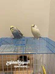  1 زوج طيور الحب