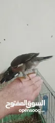  5 فراخ مينا زق