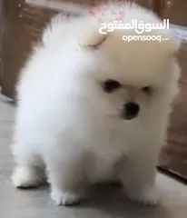  2 كلب بومرنيان