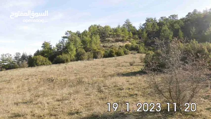  9 Land near DENIZLI, 15,850m², on the edge of a forest, for wine or fruit cultivation, from Owner