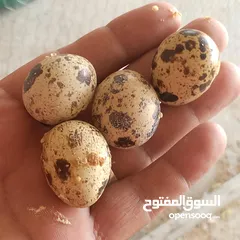 2 فربات للبيع ....