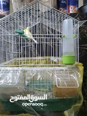 1 كنار طيره صفرا للبيع مع قفص