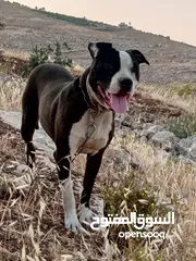  1 جرو بيتبول عمر 7شهور ونص نخب أول الشرا ان شاء لله م بقصر معه