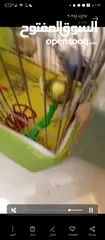  4 طيور الحب البادجي وطيور الزينه