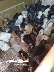  1 بيع صيصان بلدي