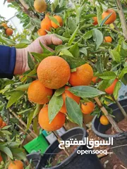 21 جميع أصناف الفواكة والحمضيات والزيتون ( بلدي ومستورد )