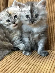  21 قــطــط لــلــبــيــع