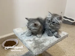  1 كتن للبيع بسعر مغري