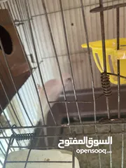  2 جوز حب اقراء الوصف