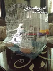  2 عصافير جنة للبيع مع عرض قوي