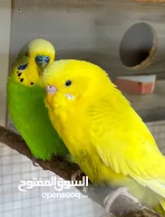  3 3 أزواج طيور حب جاهزات