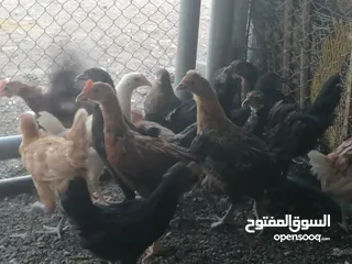  3 دجاج عماني