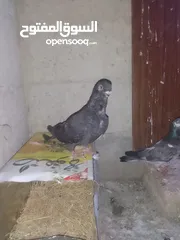  10 ثلث طواير للبيع