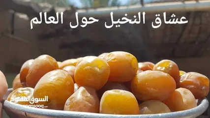  20 صيانه نخيل الرجل المناسب فى المكان المناسب