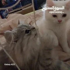  9 قطط صغيره جميله هيملايا علي شيرازي