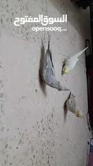 4 طيور كوكتيل مفطومات جديد