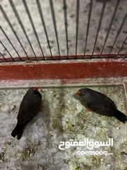  8 جوز شاركول معو فرخين