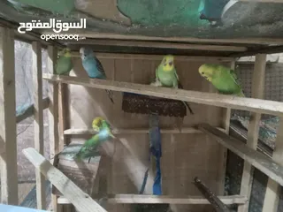 5 عصافير الحب بألوان جميلة ورائعة بسعر 5دنانير بأصوات جميلة وعذبة