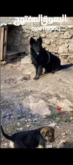  1 كلب جرمين بلاك للبيع