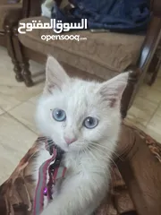  6 قط للبيع لعوب وحنون