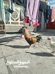  3 ديج شوكي   جبير شرط التلقيح