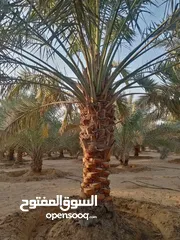  27 Date Palm Trees