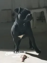  4 للبيع كلب بيتبول بيور