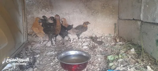  7 دجاج بلدي للبيع