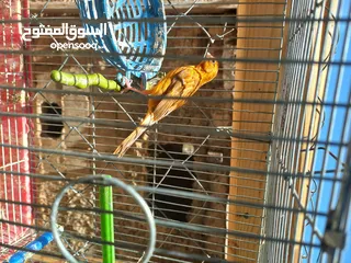 4 جواز كنار للبيع