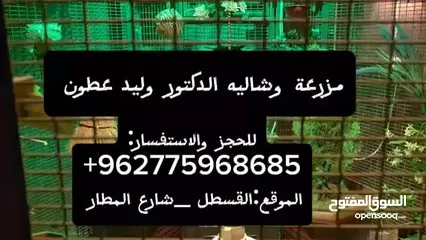  30 شاليه ومزرعه للايجار