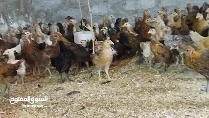  5 دجاج عماني( الدار )  جاهز للذبح البيع بالجملة والمفرق